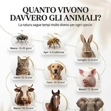 durata media della vita degli animali