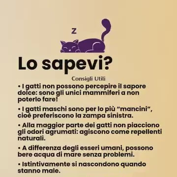 Gatto osservato nel suo comportamento quotidiano