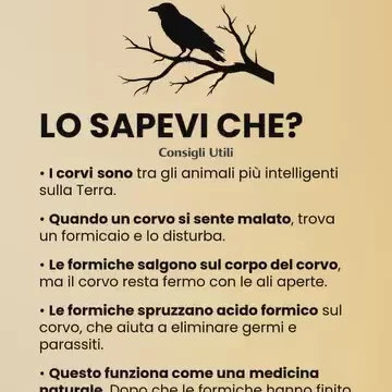 Corvo che utilizza le formiche per la formicatura