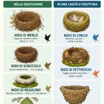 Nido di uccelli costruito con materiali naturali
