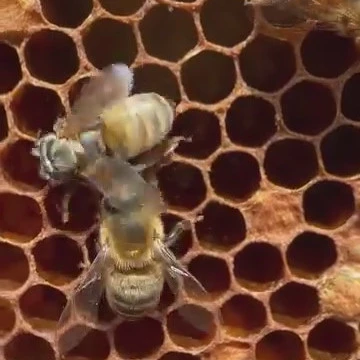 Ape operaia durante il ciclo di sviluppo