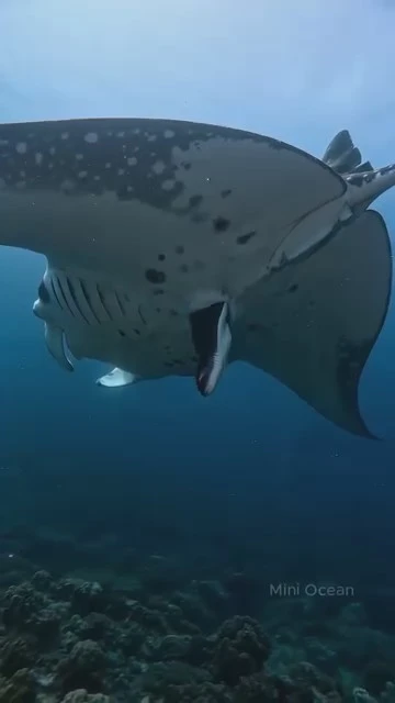 Manta durante un raro momento di parto
