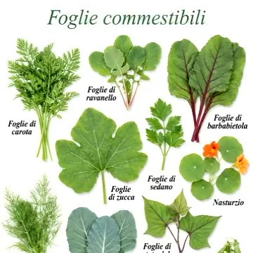 foglie