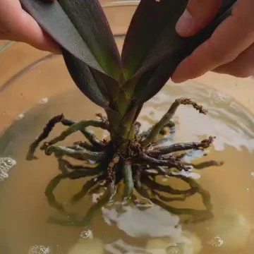 Orchidea