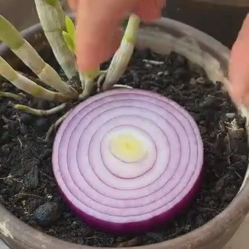 Orchidea