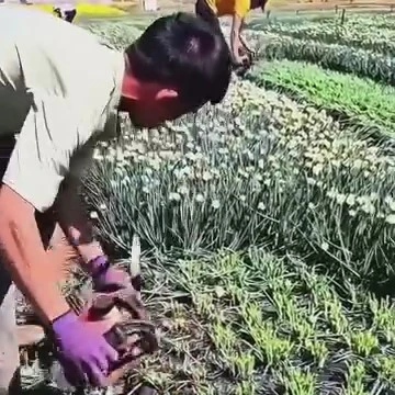 Sfalcio