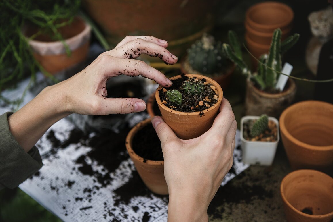 Attrezzi da giardinaggio e piante